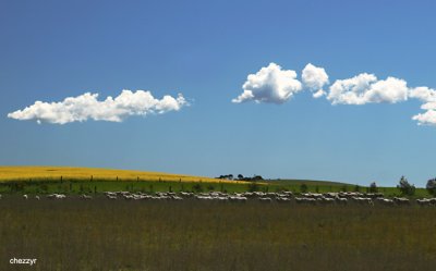 9840b-canola-sheep