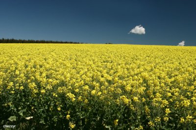 9853-canola