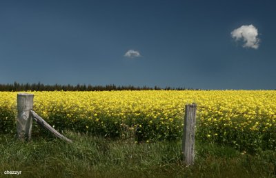 9870-canola