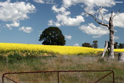 9897-canola