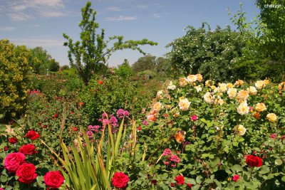 0644- ruston's roses - rose garden