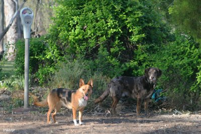 0526- two dogs widget and hamlet