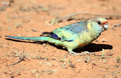 Mallee Ringneck parrots