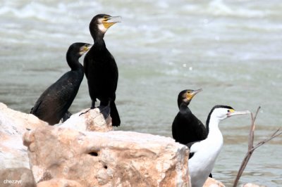 0532-cormorants- near Lake Victoria