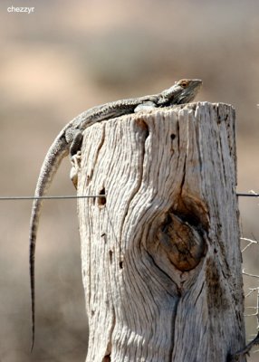 0482-bearded-dragon