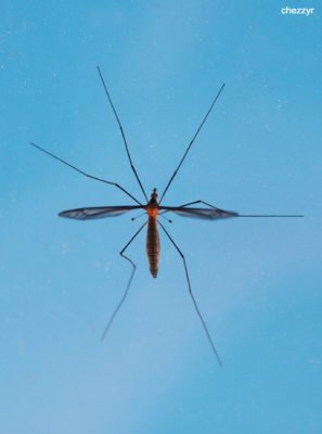 9970-bug, mosquito