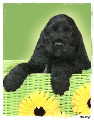 0718- english cocker spaniel puppy