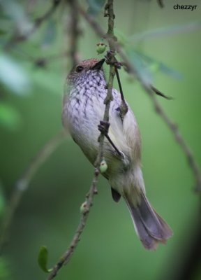 9184-thornbill.jpg