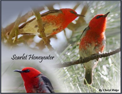 scarlet honeyeaters