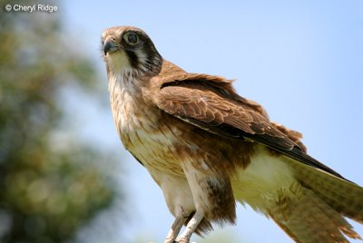 9386-falcon.jpg