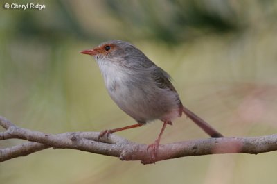 9432-wren.jpg