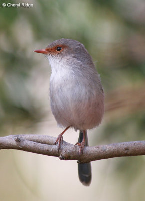 9435-wren.jpg