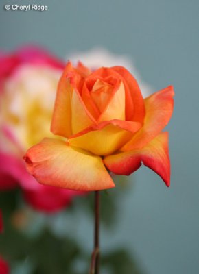 9270-rose.jpg