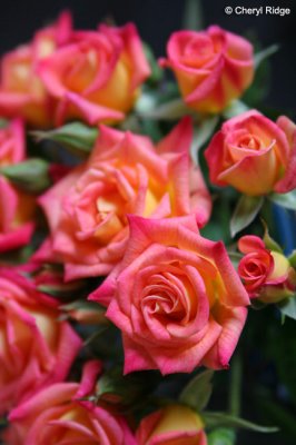 9277-roses.jpg
