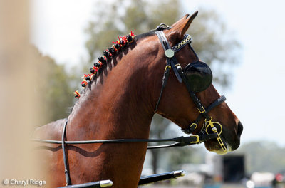 9758-harness.jpg