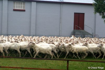 9380-sheep.jpg