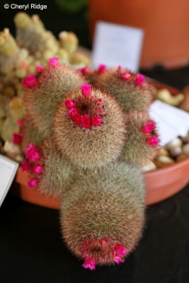 9302-cactus.jpg