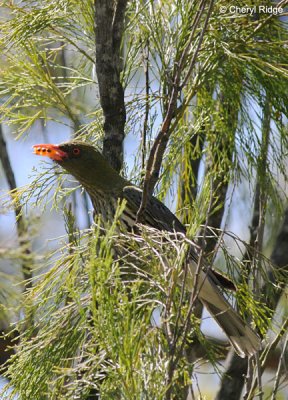 9941-oriole.jpg