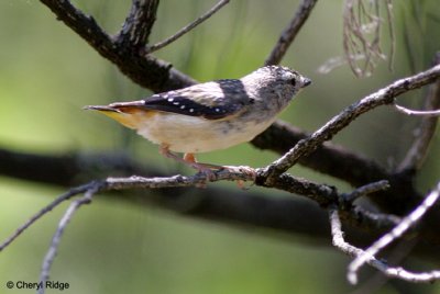 9945-pardalote.jpg