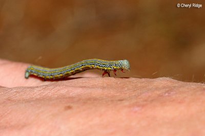 0010-grub.jpg
