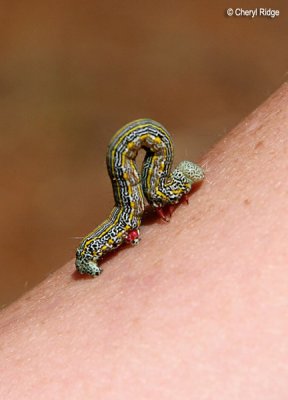 0016-grub.jpg