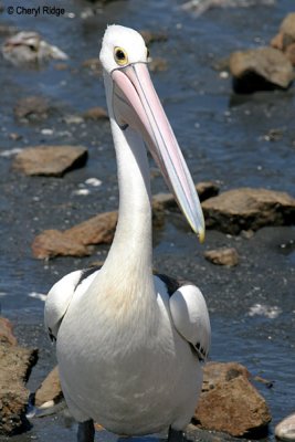 0143-pelican.jpg