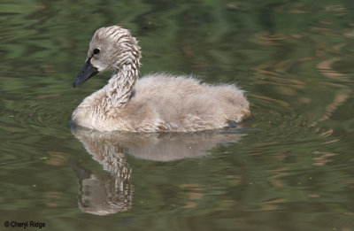 0280-young-swan.jpg