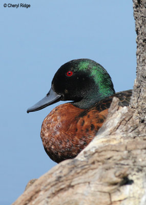 0269-duck.jpg