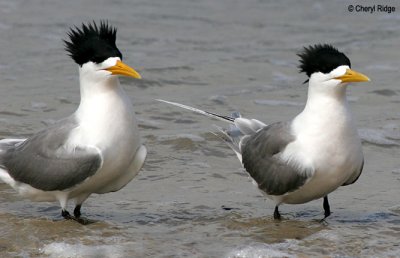 Crested Terns