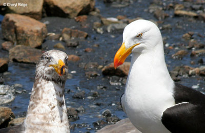 0109-pacific-gulls.jpg