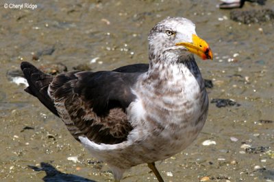 0117-pacific-gull-young.jpg