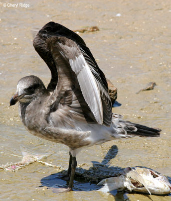 0118-pacific-gull-young.jpg