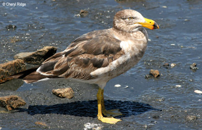 0129-pacific-gull-young.jpg