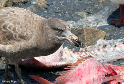 0131-pacific-gull-young.jpg