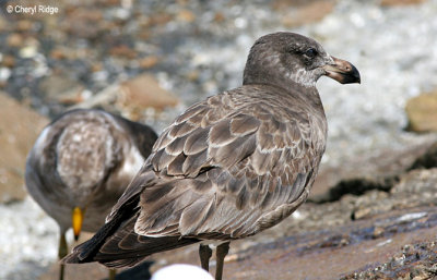 0165-pacific-gull-young.jpg