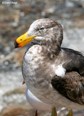 0166-pacific-gull-young.jpg