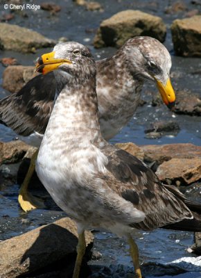 0179-pacific-gull-young.jpg
