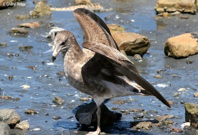 0183-pacific-gull-young.jpg