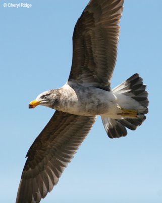 0191-pacific-gull-young.jpg