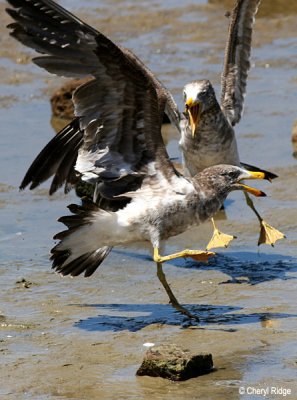 0195-pacific-gull-young.jpg