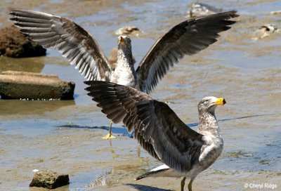 0197-pacific-gull-young.jpg