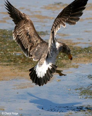 0203-pacific-gull-young.jpg