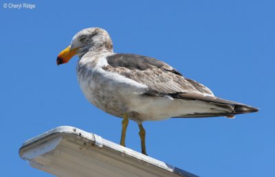 0215-pacific-gull-young.jpg