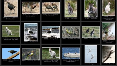 Wildlife in Tasmania