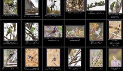 Birds - misc scrub and woodland