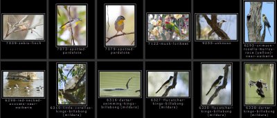 birds-scrub-woodland2.jpg