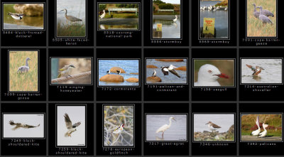Birds - Coorong and Goolwa area