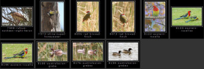 birds-nr-adelaide2.jpg