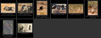 animals-encountered2.jpg