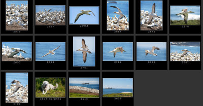 gannet-colony-christmas07-1.jpg